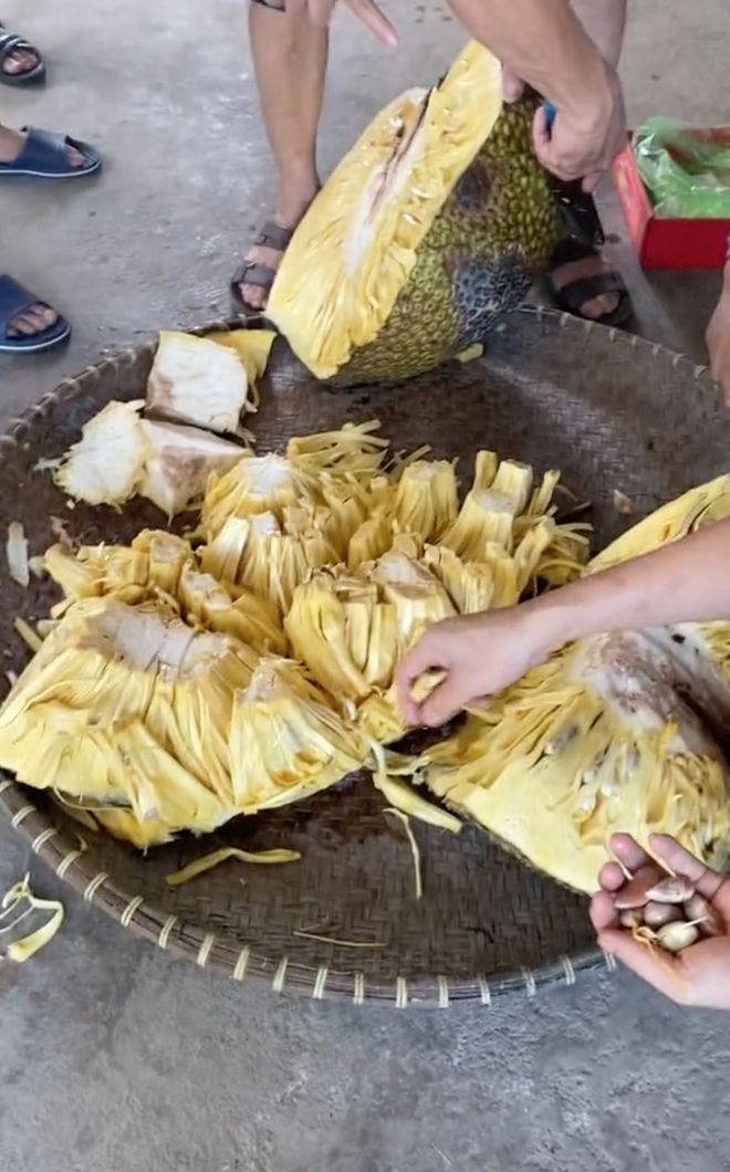 Chủ nhà bổ quả mít 54,5kg ở Hải Dương, múi mít bên trong gây ngỡ ngàng- Ảnh 3. Chủ nhà bổ quả mít 54,5kg ở Hải Dương, múi mít bên trong gây ngỡ ngàng- Ảnh 3.