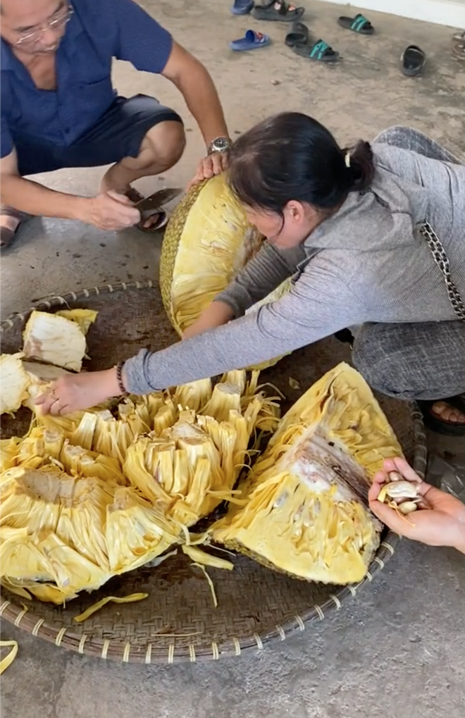 Chủ nhà bổ quả mít 54,5kg ở Hải Dương, múi mít bên trong gây ngỡ ngàng- Ảnh 2. Chủ nhà bổ quả mít 54,5kg ở Hải Dương, múi mít bên trong gây ngỡ ngàng- Ảnh 2.