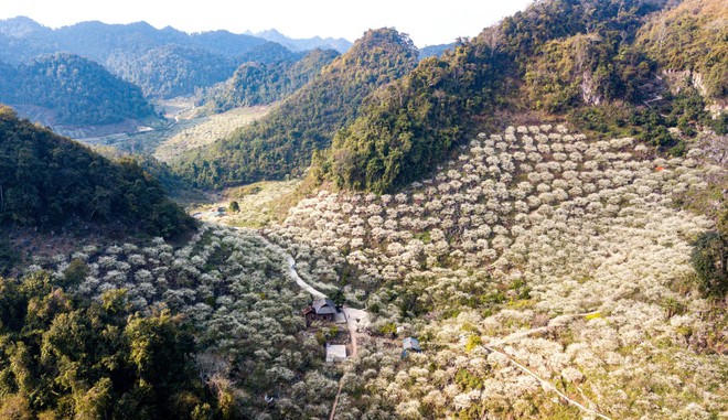 Lịch trình 48 giờ khám phá thung lũng mận trắng Mộc Châu - Ảnh 11.