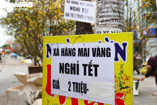 Hoa đào, mai vàng đại hạ giá, tiểu thương xả hàng về quê ăn Tết - Ảnh 4.