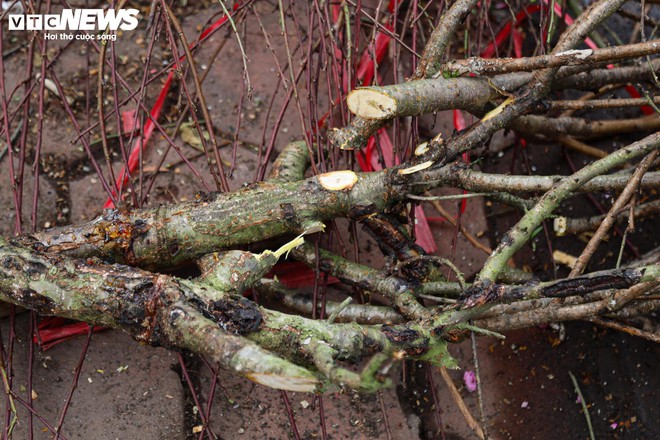 Hoa đào, mai vàng đại hạ giá, tiểu thương xả hàng về quê ăn Tết - Ảnh 21.