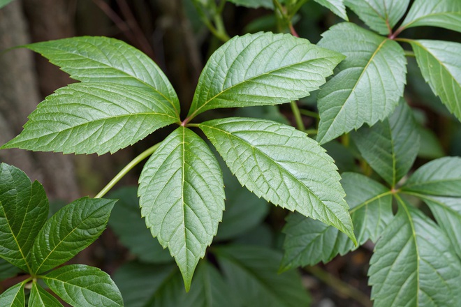 Men gan tăng gấp 25 lần, suy gan cấp chỉ vì dùng giảo cổ lam sai cách- Ảnh 2. Men gan tăng gấp 25 lần, suy gan cấp chỉ vì dùng giảo cổ lam sai cách- Ảnh 2.