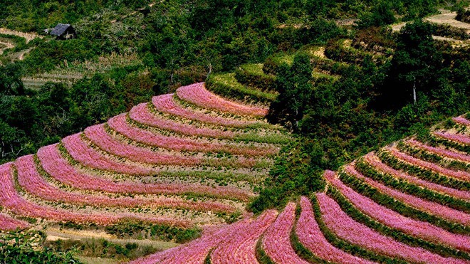 mua-hoa-tam-giac-mach-ha-giang-ngam-nhin-mot-ha-giang-ruc-ro-dip-cuoi-nam-01-1642692940-17613189014401459770212.jpg