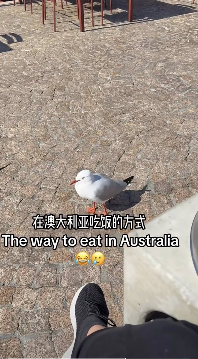 Khách Tây làm 1 việc "khó hiểu" trên đường phố Úc: Nguyên nhân đến từ thứ không ai ngờ tới- Ảnh 3. Khách Tây làm 1 việc "khó hiểu" trên đường phố Úc: Nguyên nhân đến từ thứ không ai ngờ tới- Ảnh 3.