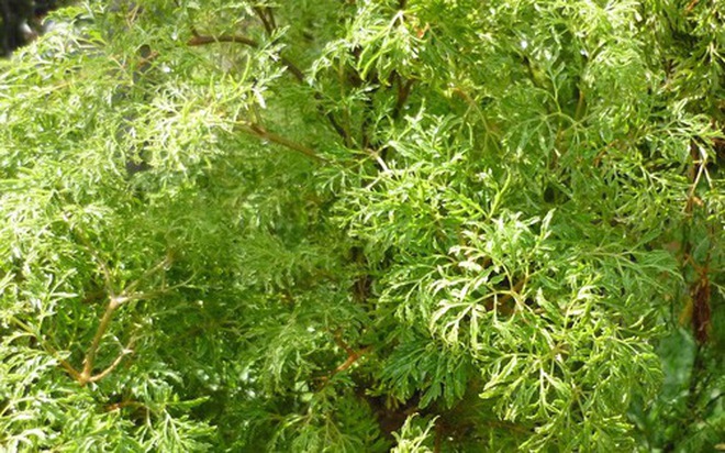 Trong phong thủy, cây đinh lăng có ý nghĩa trấn giữ và hút tài lộc, xua đuổi khí xấu (Ảnh minh họa).