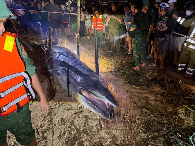 C&aacute; &ocirc;ng dạt v&agrave;o bờ biển l&agrave; điềm tốt hay xấu? Ngư d&acirc;n 40 năm đưa ra giải th&iacute;ch- Ảnh 4.