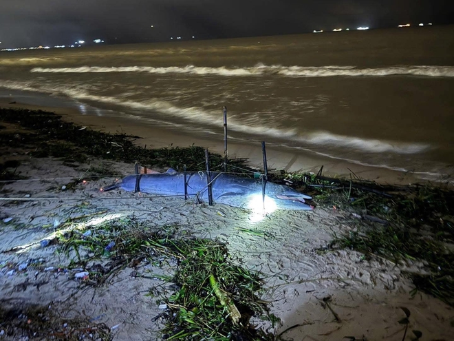 C&aacute; &ocirc;ng dạt v&agrave;o bờ biển l&agrave; điềm tốt hay xấu? Ngư d&acirc;n 40 năm đưa ra giải th&iacute;ch- Ảnh 1.