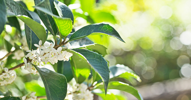 Trong phong thủy, loại cây này được cho là có thể 'hút' vượng khí (Ảnh minh họa).