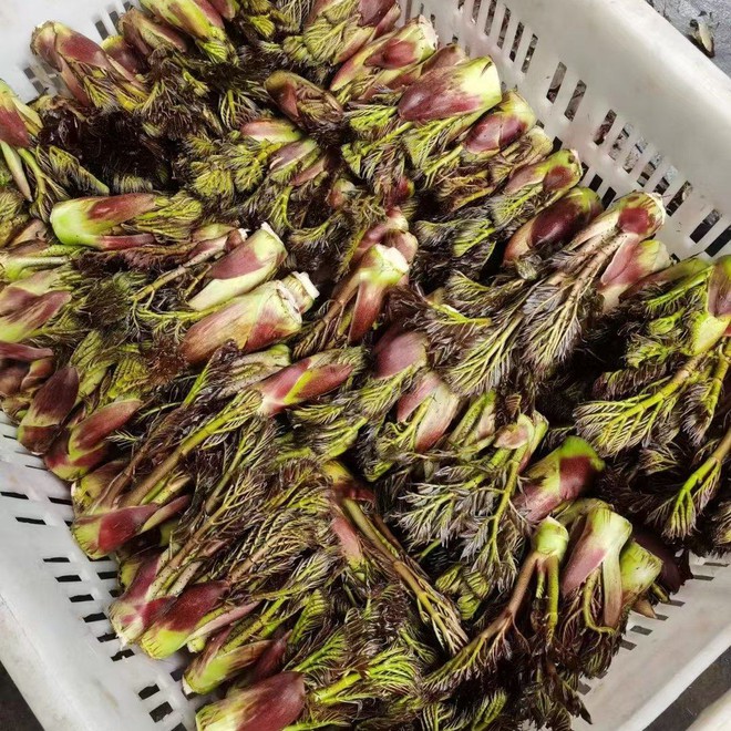 Loại rau người Trung Quốc ví là “cao lương mỹ vị số 1 thế giới”: Mọc hoang đầy Việt Nam, ít người biết- Ảnh 3. Loại rau người Trung Quốc ví là “cao lương mỹ vị số 1 thế giới”: Mọc hoang đầy Việt Nam, ít người biết- Ảnh 3.