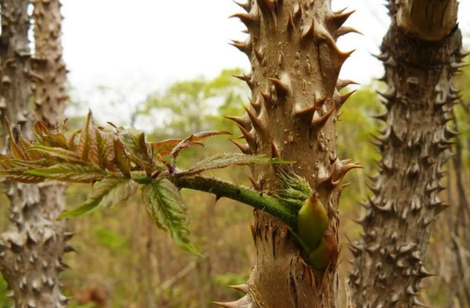 Loại rau người Trung Quốc ví là “cao lương mỹ vị số 1 thế giới”: Mọc hoang đầy Việt Nam, ít người biết- Ảnh 2. Loại rau người Trung Quốc ví là “cao lương mỹ vị số 1 thế giới”: Mọc hoang đầy Việt Nam, ít người biết- Ảnh 2.