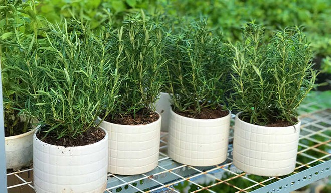 Loại cây ngăn rắn vào nhà, dễ trồng, dễ chăm: Nhiều chợ đang sẵn, càng gần Tết càng đắt - Ảnh 7.