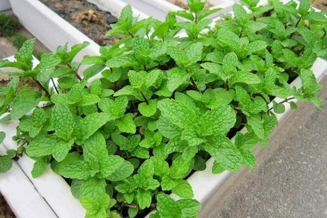 Loại cây ngăn rắn vào nhà, dễ trồng, dễ chăm: Nhiều chợ đang sẵn, càng gần Tết càng đắt - Ảnh 6.