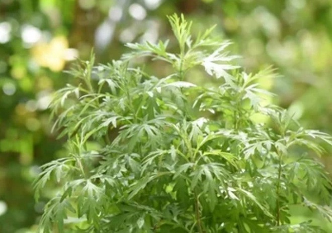 Loại cây ngăn rắn vào nhà, dễ trồng, dễ chăm: Nhiều chợ đang sẵn, càng gần Tết càng đắt - Ảnh 5.