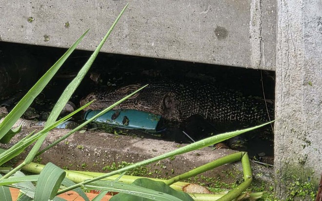 (Ảnh minh họa 1 sự việc tương tự xảy ra hồi tháng 5 năm nay tại Thái Lan). 