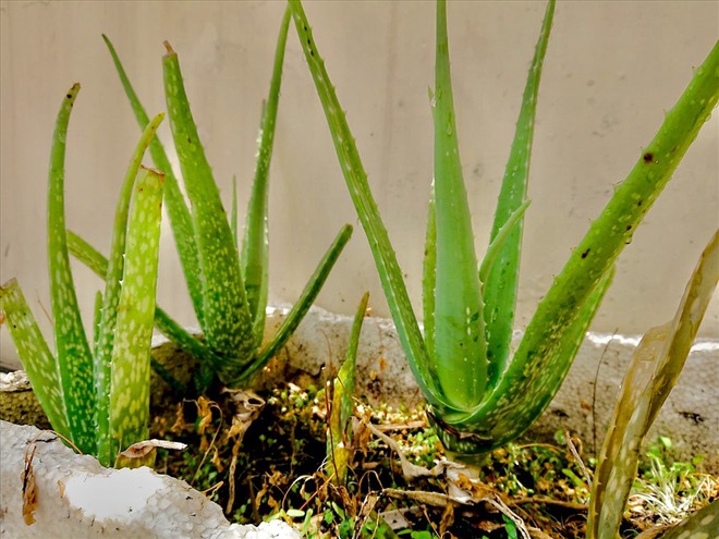 Việt Nam có loại cây được ví như "máy lọc không khí tự nhiên": Giá rẻ, dễ mua, NASA còn phải khuyên trồng - Ảnh 8.