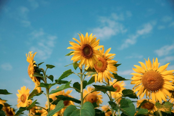 Nơi được quan tâm nhất lúc này ở Nghệ An: Cảnh như nước ngoài, mở cửa miễn phí nhưng có lưu ý đặc biệt - Ảnh 10.