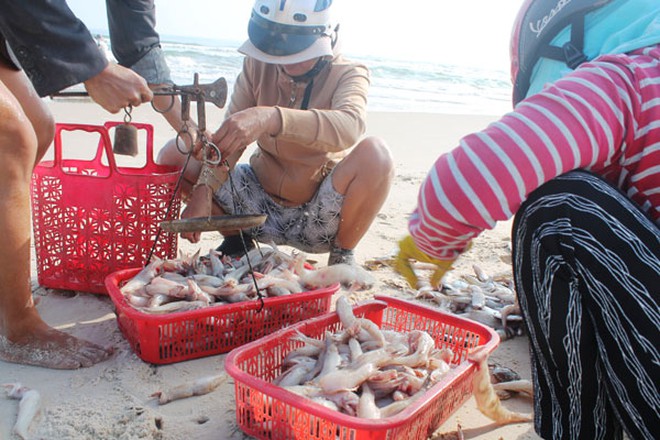 Loại cá da trơn, không có vảy, ít xương, nhiều ở vùng Thanh Hóa, Nghệ An, Hà Tĩnh: Nhiều chất mà lại rẻ - Ảnh 4.