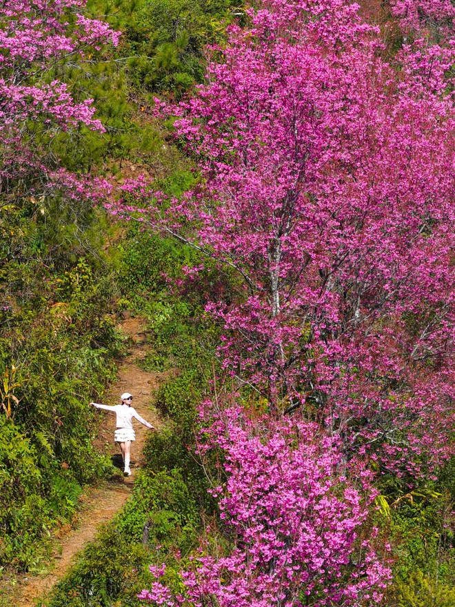 Không phải Hàn Quốc, Nhật Bản, đây là nơi đang có hoa mai anh đào nở rực 1 góc trời: Cách Hà Nội 300km - Ảnh 3.