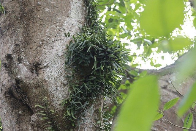 Báu vật 'cụ đa' hơn 300 năm tuổi, nơi trú ẩn của bộ đội thời chiến - Ảnh 5.