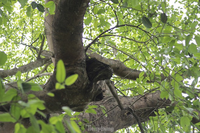 Báu vật 'cụ đa' hơn 300 năm tuổi, nơi trú ẩn của bộ đội thời chiến - Ảnh 3.