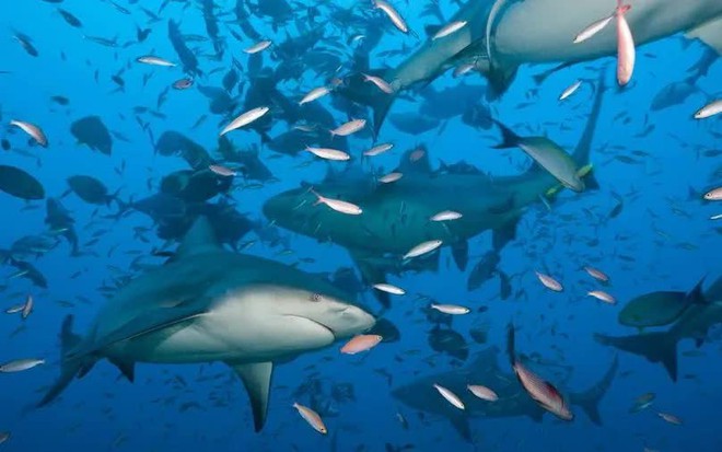 (Ảnh: Getty Images)