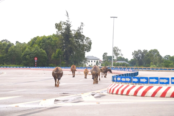 Trâu, bò ‘đi dạo’ trên đại lộ nghìn tỷ - Ảnh 7.