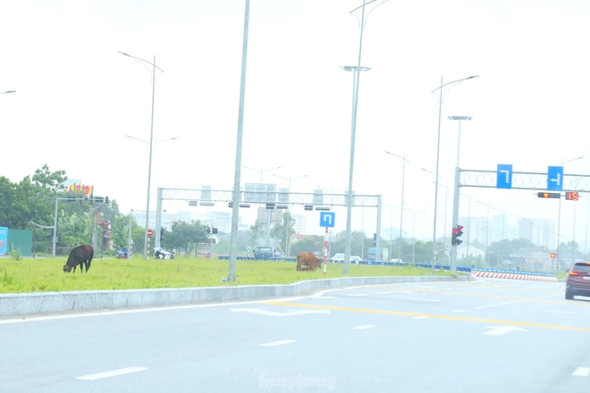 Trâu, bò ‘đi dạo’ trên đại lộ nghìn tỷ - Ảnh 11.