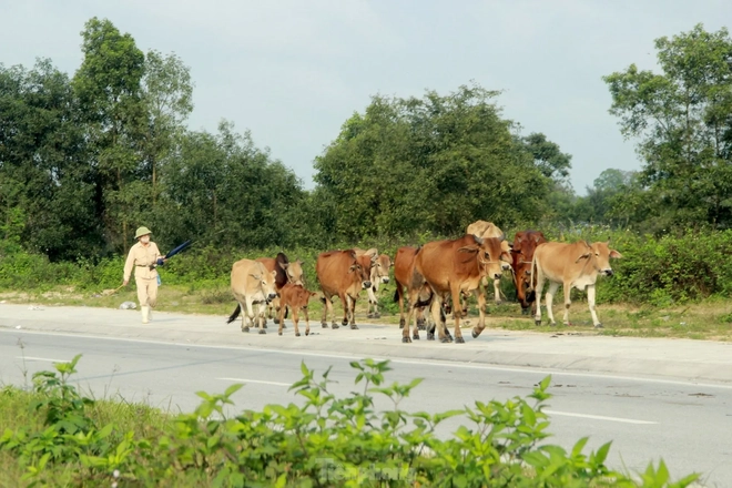 Trâu, bò ‘đi dạo’ trên đại lộ nghìn tỷ - Ảnh 10.