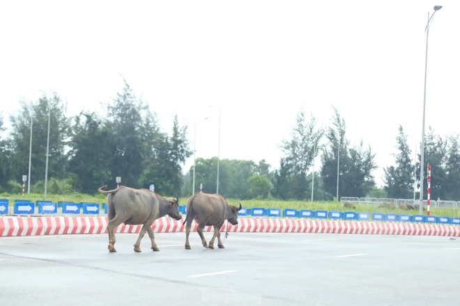 Trâu, bò ‘đi dạo’ trên đại lộ nghìn tỷ - Ảnh 2.