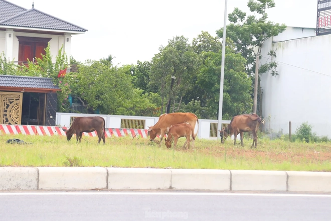 Trâu, bò ‘đi dạo’ trên đại lộ nghìn tỷ - Ảnh 3.