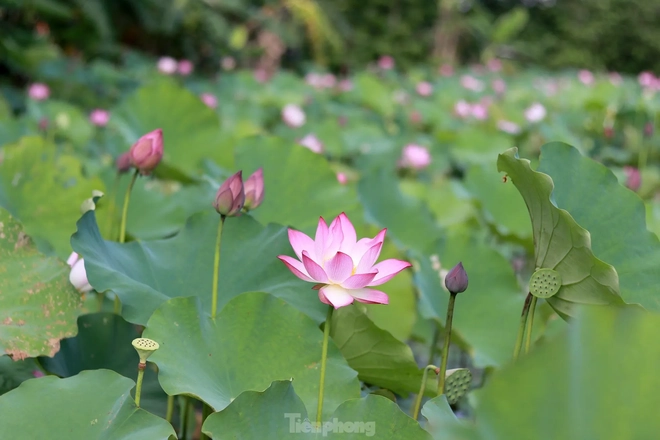 'Biến' vùng đất hoang hóa thành đầm sen thu tiền triệu mỗi ngày - Ảnh 6.