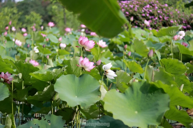 'Biến' vùng đất hoang hóa thành đầm sen thu tiền triệu mỗi ngày - Ảnh 7.