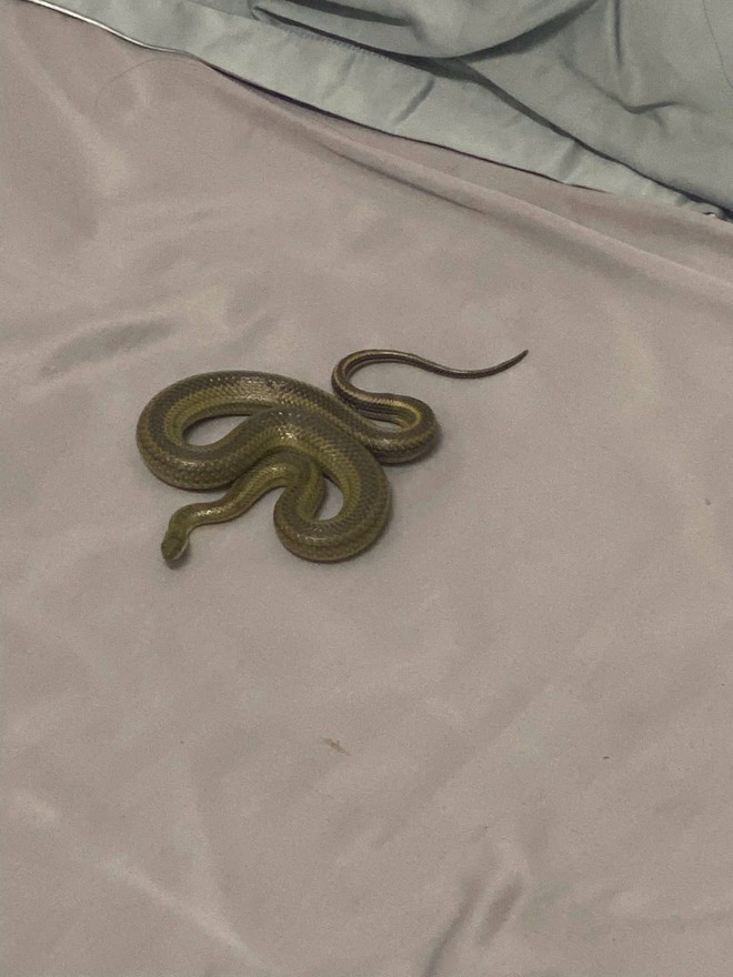 Cận cảnh "cả tổ rắn" bên trong chiếc điều hòa của người dùng: Chúng chui vào bằng đường nào? - Ảnh 2.