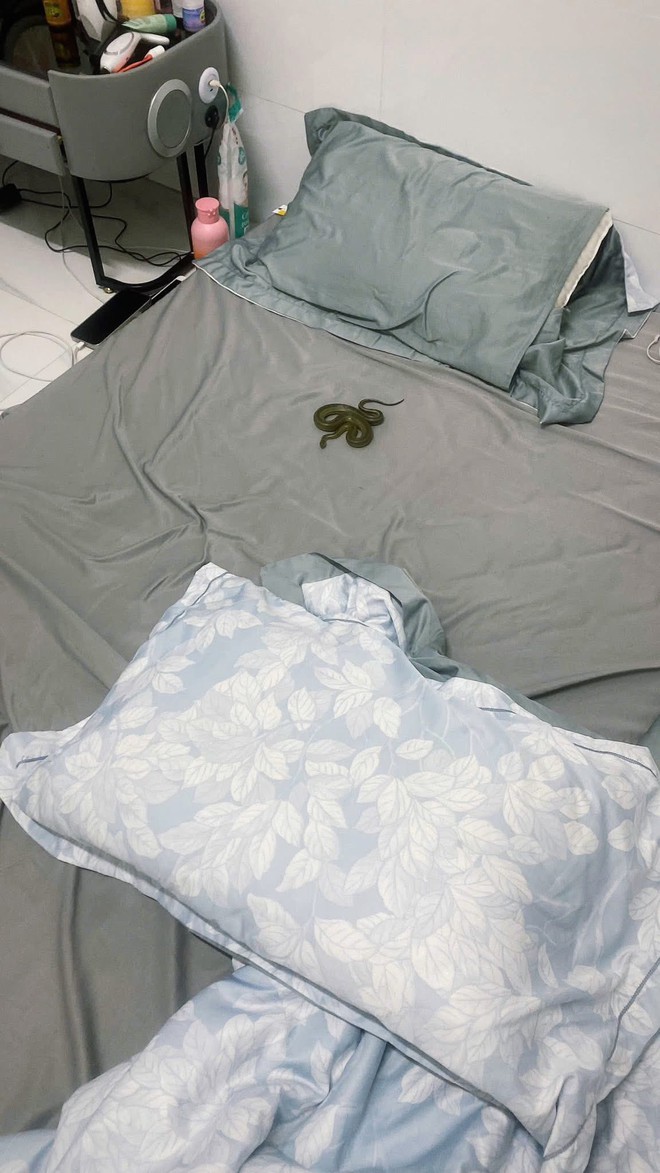 Cận cảnh "cả tổ rắn" bên trong chiếc điều hòa của người dùng: Chúng chui vào bằng đường nào? - Ảnh 1.