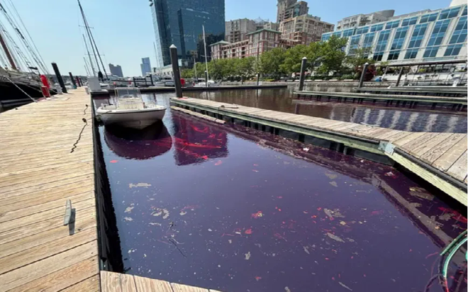 Hơn 7.500 lít dầu đã tràn vào cảng Inner của thành phố Baltimore hôm 4/6 khiến nước chuyển sang màu đỏ. (Ảnh: Sở Môi trường bang Maryland)
