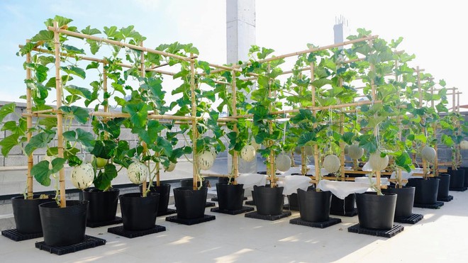 Mê mẩn khu vườn sân thượng đẹp 'như vẽ bằng AI' của mẹ đảm Đà Nẵng - Ảnh 11.