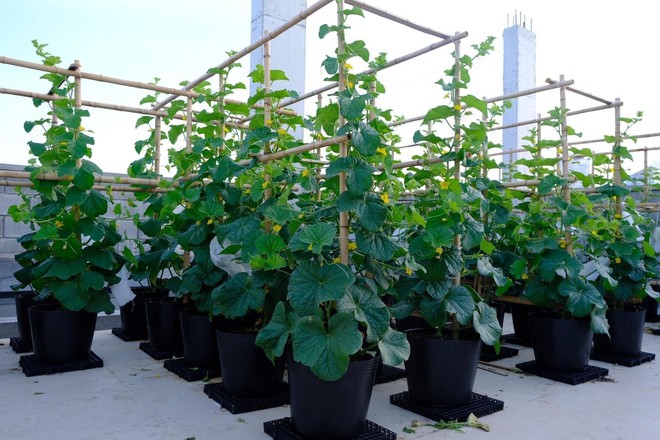 Mê mẩn khu vườn sân thượng đẹp 'như vẽ bằng AI' của mẹ đảm Đà Nẵng - Ảnh 12.