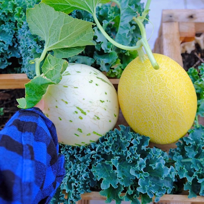 Mê mẩn khu vườn sân thượng đẹp 'như vẽ bằng AI' của mẹ đảm Đà Nẵng - Ảnh 19.