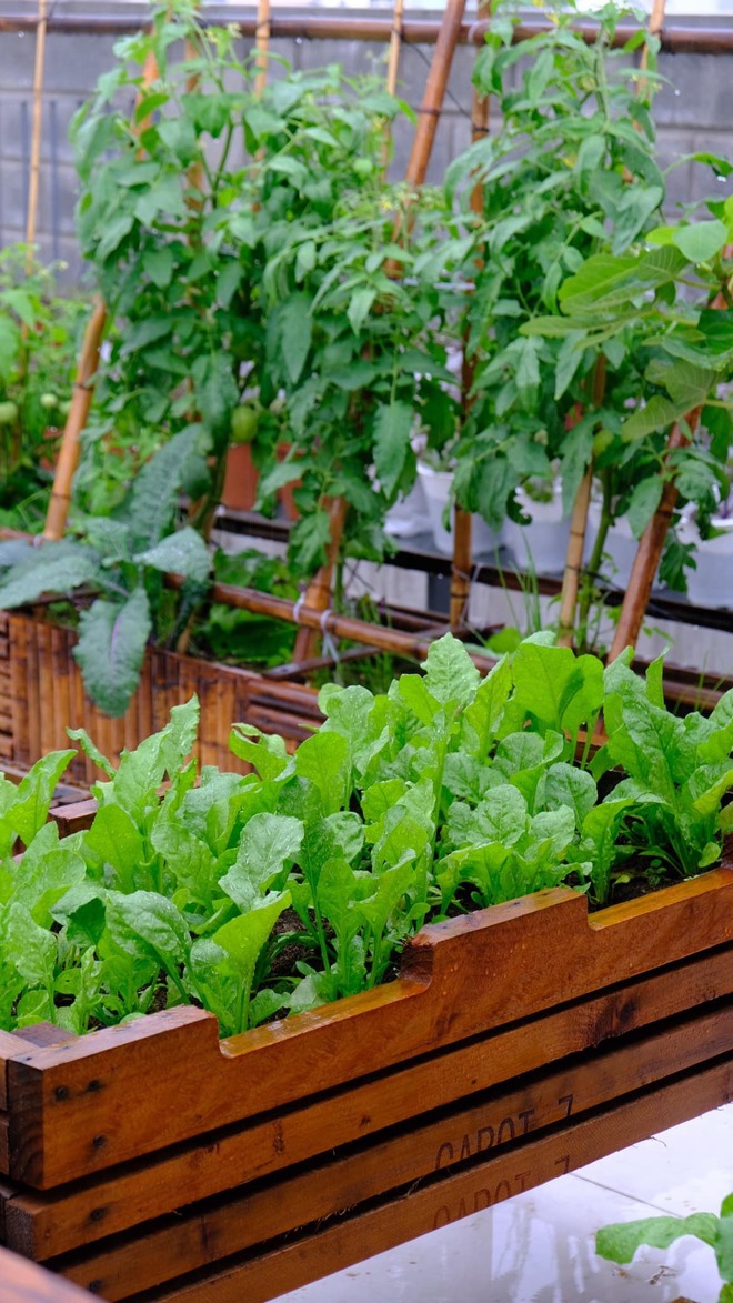 Mê mẩn khu vườn sân thượng đẹp 'như vẽ bằng AI' của mẹ đảm Đà Nẵng - Ảnh 31.