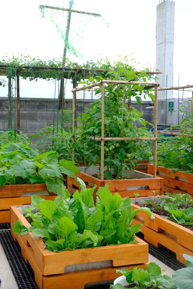 Mê mẩn khu vườn sân thượng đẹp 'như vẽ bằng AI' của mẹ đảm Đà Nẵng - Ảnh 8.