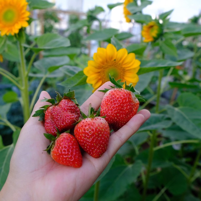 Mê mẩn khu vườn sân thượng đẹp 'như vẽ bằng AI' của mẹ đảm Đà Nẵng - Ảnh 33.