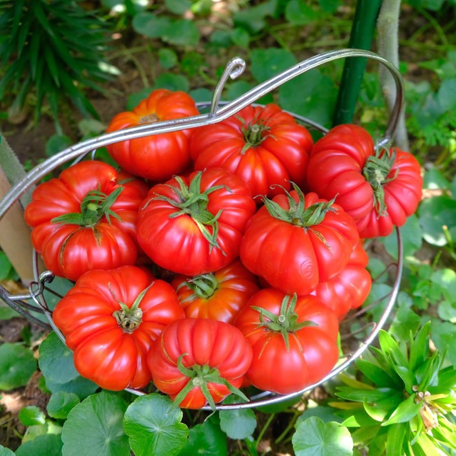 Mê mẩn khu vườn sân thượng đẹp 'như vẽ bằng AI' của mẹ đảm Đà Nẵng - Ảnh 28.