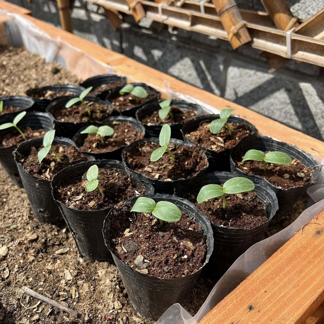 Mê mẩn khu vườn sân thượng đẹp 'như vẽ bằng AI' của mẹ đảm Đà Nẵng - Ảnh 5.