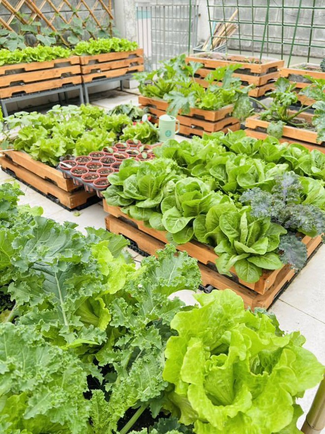 Mê mẩn khu vườn sân thượng đẹp 'như vẽ bằng AI' của mẹ đảm Đà Nẵng - Ảnh 9.