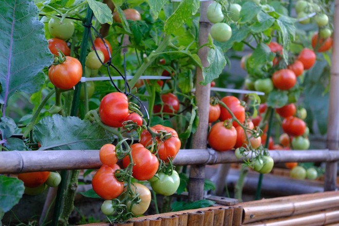 Mê mẩn khu vườn sân thượng đẹp 'như vẽ bằng AI' của mẹ đảm Đà Nẵng - Ảnh 32.