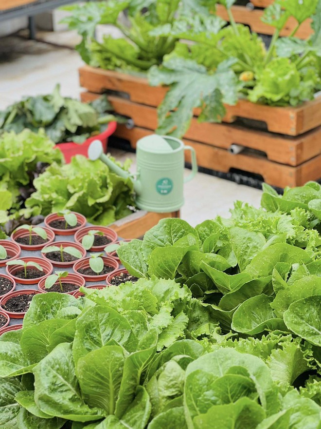 Mê mẩn khu vườn sân thượng đẹp 'như vẽ bằng AI' của mẹ đảm Đà Nẵng - Ảnh 13.