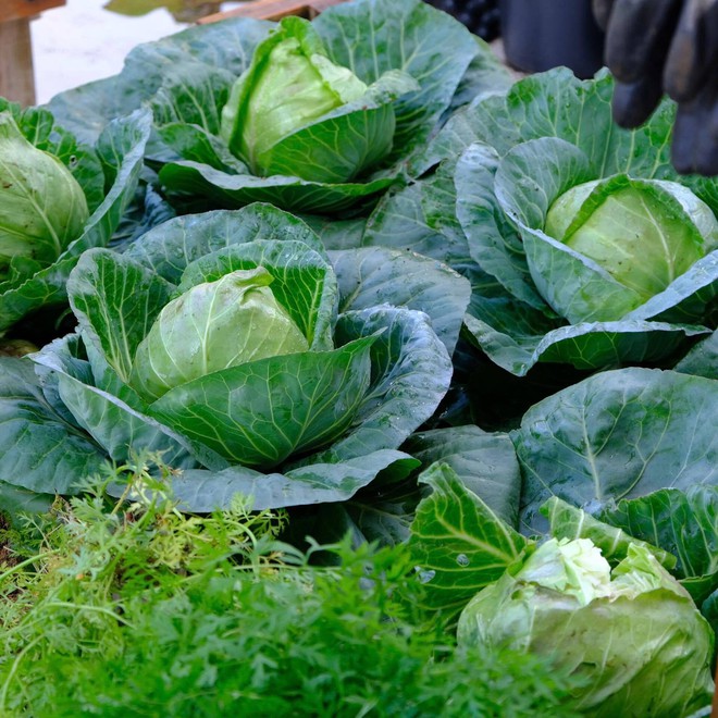 Mê mẩn khu vườn sân thượng đẹp 'như vẽ bằng AI' của mẹ đảm Đà Nẵng - Ảnh 16.