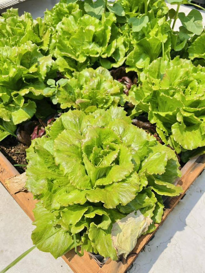 Mê mẩn khu vườn sân thượng đẹp 'như vẽ bằng AI' của mẹ đảm Đà Nẵng - Ảnh 14.