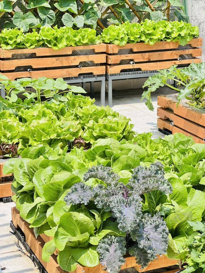 Mê mẩn khu vườn sân thượng đẹp 'như vẽ bằng AI' của mẹ đảm Đà Nẵng - Ảnh 15.