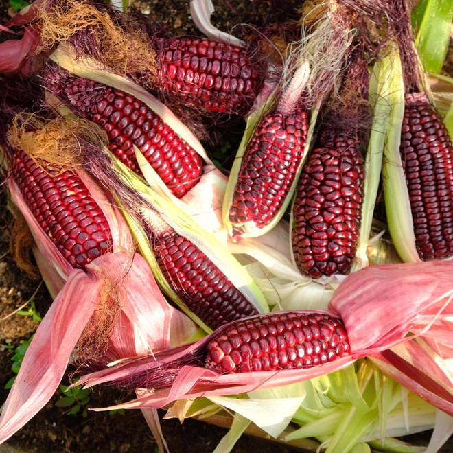 Mê mẩn khu vườn sân thượng đẹp 'như vẽ bằng AI' của mẹ đảm Đà Nẵng - Ảnh 25.